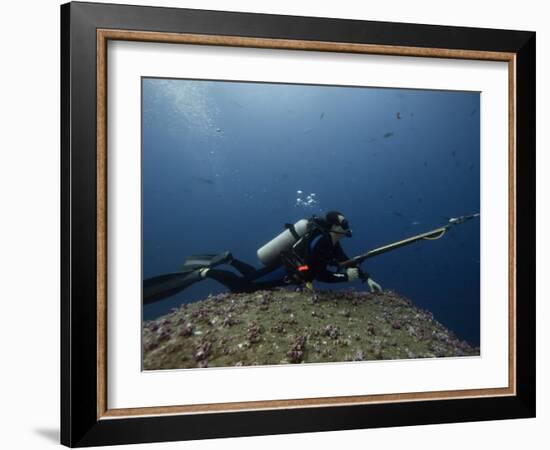 Diving With Spear Gun, Wolf Island, Galapagos Islands, Ecuador-Pete Oxford-Framed Photographic Print