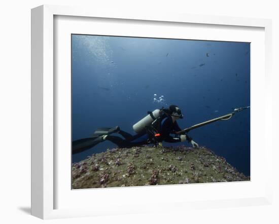 Diving With Spear Gun, Wolf Island, Galapagos Islands, Ecuador-Pete Oxford-Framed Photographic Print