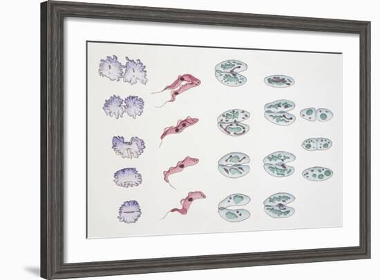 Division of Protozoa Cells-null-Framed Giclee Print