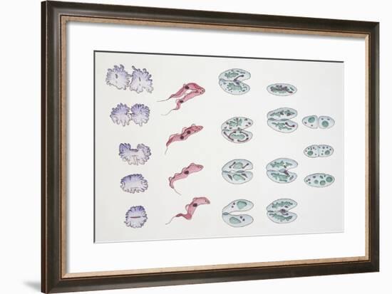 Division of Protozoa Cells-null-Framed Giclee Print