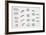 Division of Protozoa Cells-null-Framed Giclee Print