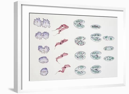 Division of Protozoa Cells-null-Framed Giclee Print