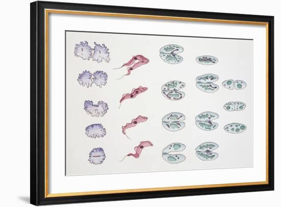 Division of Protozoa Cells-null-Framed Giclee Print