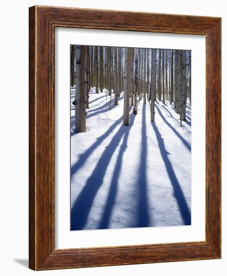 Dixie National Forest Aspen, Utah, USA-Charles Gurche-Framed Photographic Print