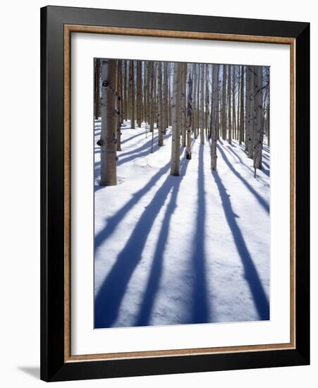 Dixie National Forest Aspen, Utah, USA-Charles Gurche-Framed Photographic Print