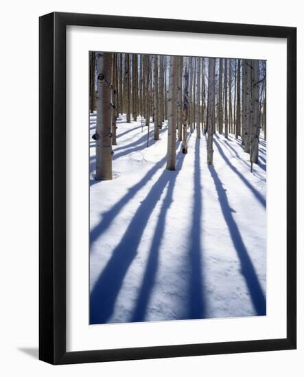 Dixie National Forest Aspen, Utah, USA-Charles Gurche-Framed Photographic Print