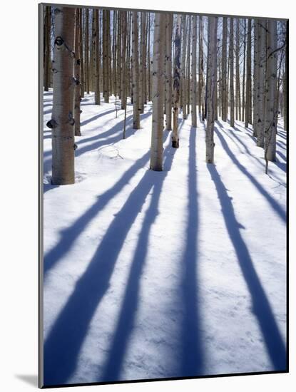 Dixie National Forest Aspen, Utah, USA-Charles Gurche-Mounted Photographic Print