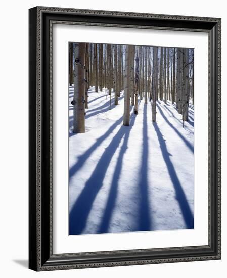 Dixie National Forest Aspen, Utah, USA-Charles Gurche-Framed Photographic Print