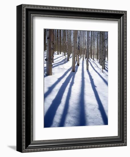 Dixie National Forest Aspen, Utah, USA-Charles Gurche-Framed Photographic Print