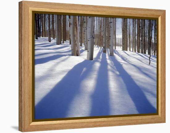 Dixie National Forest Aspens in Winter, Utah, USA-Charles Gurche-Framed Premier Image Canvas