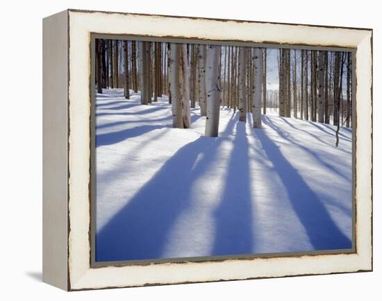 Dixie National Forest Aspens in Winter, Utah, USA-Charles Gurche-Framed Premier Image Canvas