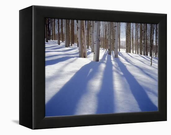 Dixie National Forest Aspens in Winter, Utah, USA-Charles Gurche-Framed Premier Image Canvas