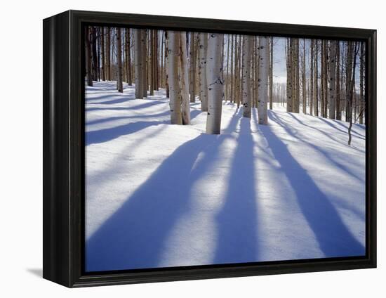 Dixie National Forest Aspens in Winter, Utah, USA-Charles Gurche-Framed Premier Image Canvas