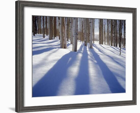 Dixie National Forest Aspens in Winter, Utah, USA-Charles Gurche-Framed Photographic Print