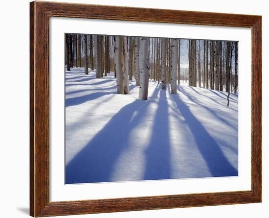 Dixie National Forest Aspens in Winter, Utah, USA-Charles Gurche-Framed Photographic Print