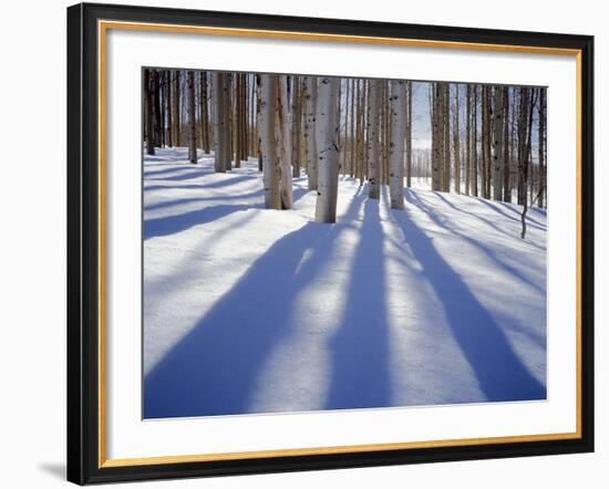 Dixie National Forest Aspens in Winter, Utah, USA-Charles Gurche-Framed Photographic Print