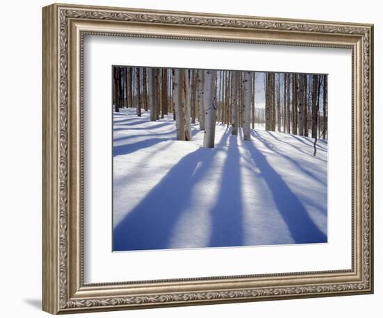 Dixie National Forest Aspens in Winter, Utah, USA-Charles Gurche-Framed Photographic Print