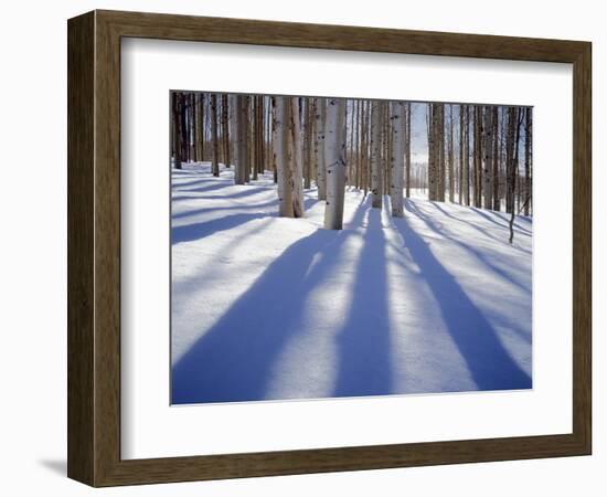 Dixie National Forest Aspens in Winter, Utah, USA-Charles Gurche-Framed Photographic Print