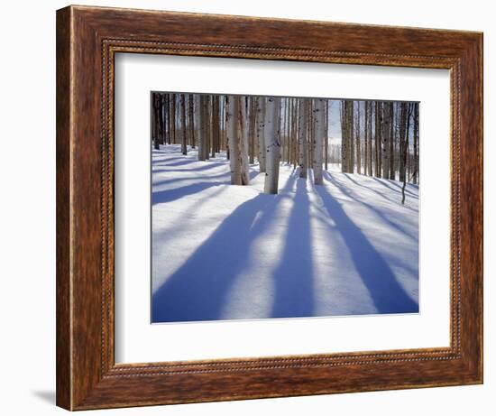 Dixie National Forest Aspens in Winter, Utah, USA-Charles Gurche-Framed Photographic Print