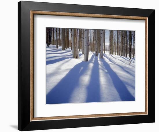 Dixie National Forest Aspens in Winter, Utah, USA-Charles Gurche-Framed Photographic Print