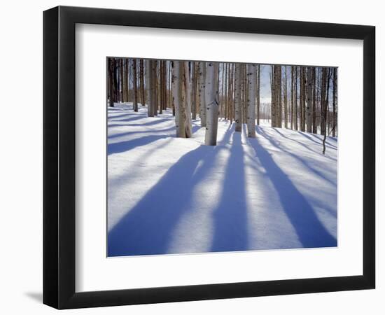 Dixie National Forest Aspens in Winter, Utah, USA-Charles Gurche-Framed Photographic Print