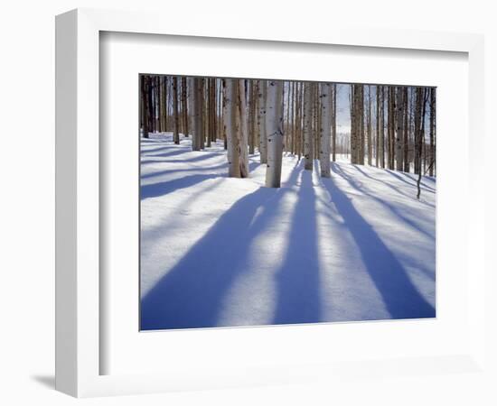 Dixie National Forest Aspens in Winter, Utah, USA-Charles Gurche-Framed Photographic Print