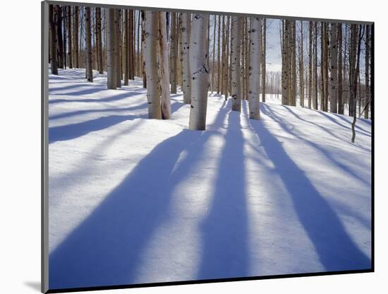 Dixie National Forest Aspens in Winter, Utah, USA-Charles Gurche-Mounted Photographic Print