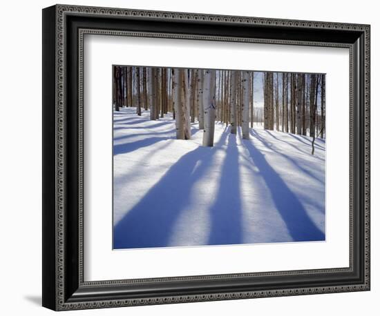 Dixie National Forest Aspens in Winter, Utah, USA-Charles Gurche-Framed Photographic Print