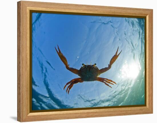 Djibouti, A Red Swimming Crab Swims in the Indian Ocean-Fergus Kennedy-Framed Premier Image Canvas