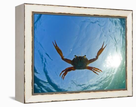 Djibouti, A Red Swimming Crab Swims in the Indian Ocean-Fergus Kennedy-Framed Premier Image Canvas