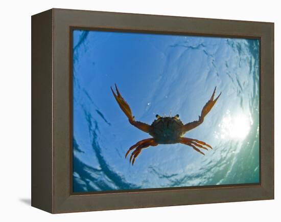 Djibouti, A Red Swimming Crab Swims in the Indian Ocean-Fergus Kennedy-Framed Premier Image Canvas