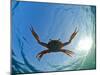Djibouti, A Red Swimming Crab Swims in the Indian Ocean-Fergus Kennedy-Mounted Photographic Print