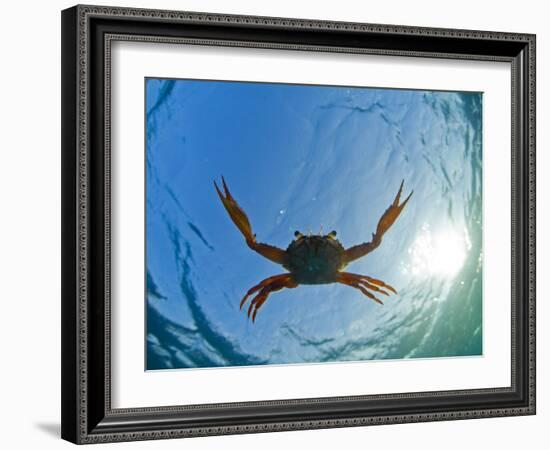 Djibouti, A Red Swimming Crab Swims in the Indian Ocean-Fergus Kennedy-Framed Photographic Print