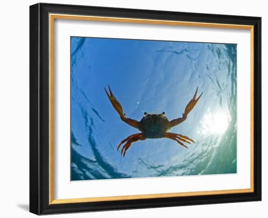 Djibouti, A Red Swimming Crab Swims in the Indian Ocean-Fergus Kennedy-Framed Photographic Print