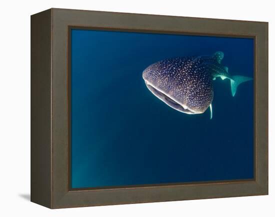 Djibouti, Bay of Tadjourah, A Whale Shark Swims Near the Surface in the Bay of Tadjourah-Fergus Kennedy-Framed Premier Image Canvas