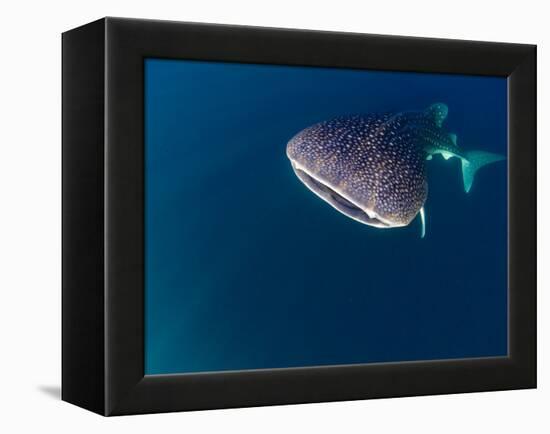 Djibouti, Bay of Tadjourah, A Whale Shark Swims Near the Surface in the Bay of Tadjourah-Fergus Kennedy-Framed Premier Image Canvas