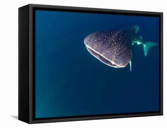 Djibouti, Bay of Tadjourah, A Whale Shark Swims Near the Surface in the Bay of Tadjourah-Fergus Kennedy-Framed Premier Image Canvas