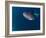 Djibouti, Bay of Tadjourah, A Whale Shark Swims Near the Surface in the Bay of Tadjourah-Fergus Kennedy-Framed Photographic Print