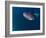 Djibouti, Bay of Tadjourah, A Whale Shark Swims Near the Surface in the Bay of Tadjourah-Fergus Kennedy-Framed Photographic Print