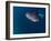 Djibouti, Bay of Tadjourah, A Whale Shark Swims Near the Surface in the Bay of Tadjourah-Fergus Kennedy-Framed Photographic Print