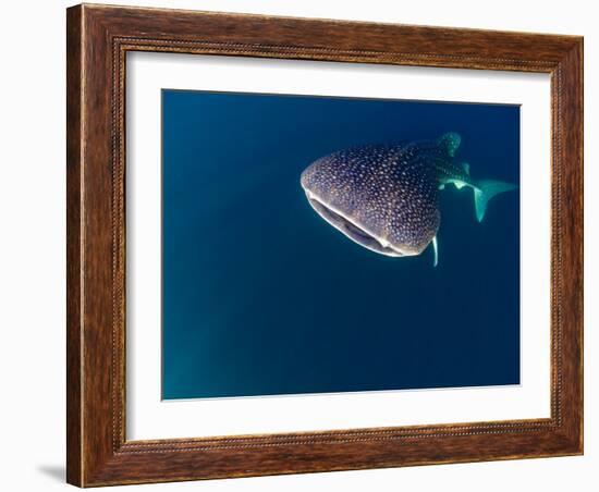 Djibouti, Bay of Tadjourah, A Whale Shark Swims Near the Surface in the Bay of Tadjourah-Fergus Kennedy-Framed Photographic Print