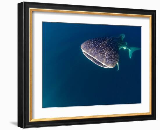 Djibouti, Bay of Tadjourah, A Whale Shark Swims Near the Surface in the Bay of Tadjourah-Fergus Kennedy-Framed Photographic Print