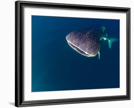 Djibouti, Bay of Tadjourah, A Whale Shark Swims Near the Surface in the Bay of Tadjourah-Fergus Kennedy-Framed Photographic Print