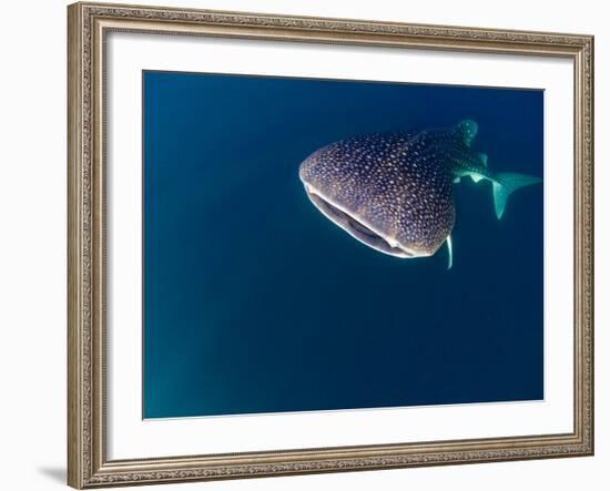 Djibouti, Bay of Tadjourah, A Whale Shark Swims Near the Surface in the Bay of Tadjourah-Fergus Kennedy-Framed Photographic Print