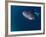 Djibouti, Bay of Tadjourah, A Whale Shark Swims Near the Surface in the Bay of Tadjourah-Fergus Kennedy-Framed Photographic Print