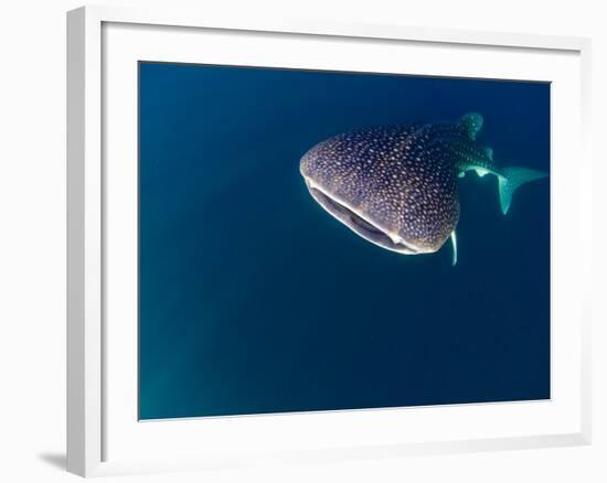 Djibouti, Bay of Tadjourah, A Whale Shark Swims Near the Surface in the Bay of Tadjourah-Fergus Kennedy-Framed Photographic Print