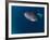 Djibouti, Bay of Tadjourah, A Whale Shark Swims Near the Surface in the Bay of Tadjourah-Fergus Kennedy-Framed Photographic Print