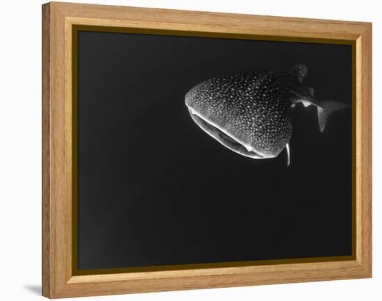 Djibouti, Bay of Tadjourah, A Whale Shark Swims Near the Surface in the Bay of Tadjourah-Fergus Kennedy-Framed Premier Image Canvas