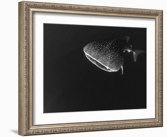 Djibouti, Bay of Tadjourah, A Whale Shark Swims Near the Surface in the Bay of Tadjourah-Fergus Kennedy-Framed Photographic Print