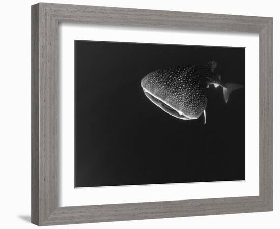 Djibouti, Bay of Tadjourah, A Whale Shark Swims Near the Surface in the Bay of Tadjourah-Fergus Kennedy-Framed Photographic Print